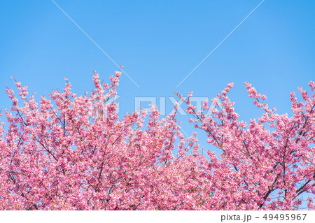 Cherry blossom (sakura),樓花,東京,tokyo,春天,spring 49495967
