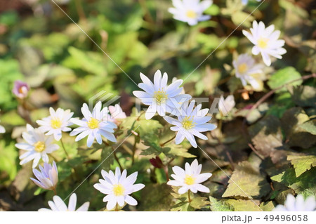 ユキワリイチゲの花 49496058