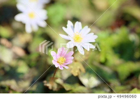 ユキワリイチゲの花 49496060