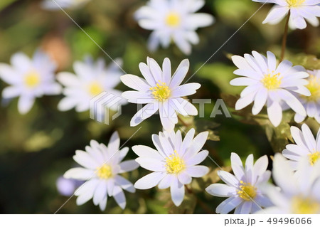 ユキワリイチゲの花 ユキワリイチゲの花 49496066