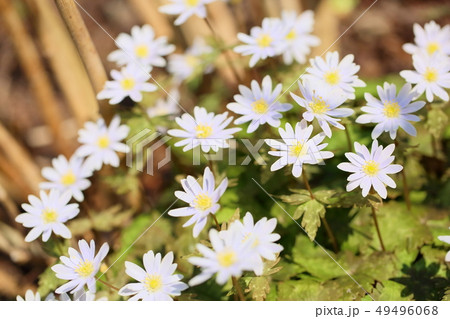 ユキワリイチゲの花 ユキワリイチゲの花 49496068