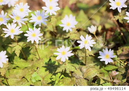 ユキワリイチゲの花 ユキワリイチゲの花 49496114