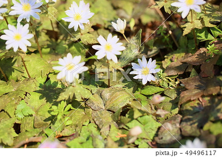 ユキワリイチゲの花 ユキワリイチゲの花 49496117