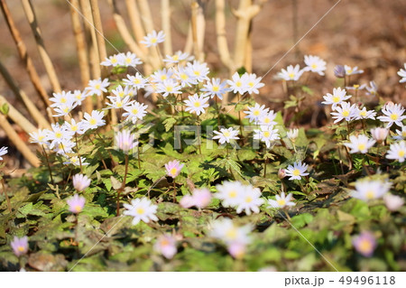 ユキワリイチゲの花 ユキワリイチゲの花 49496118