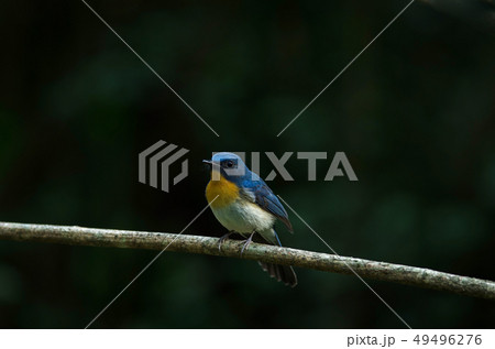 Tickell's blue-flycatcher perching on a branch 49496276