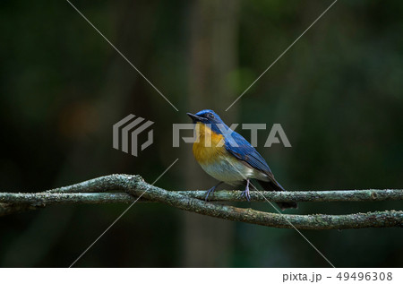 Tickell's blue-flycatcher perching on a branch Tickell's blue-flycatcher perching on a branch 49496308