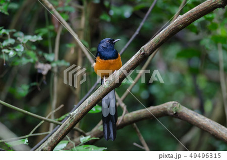 White-rumped Shama standing on a branch White-rumped Shama standing on a branch 49496315