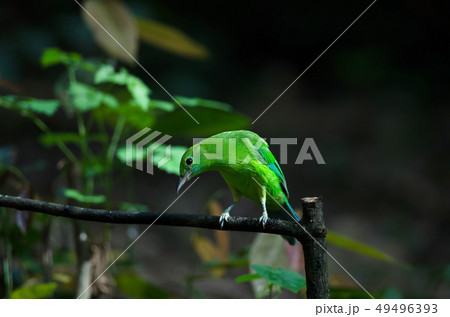 Blue winged leafbird perching on tree 49496393