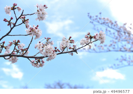 桜八分咲き 49496577