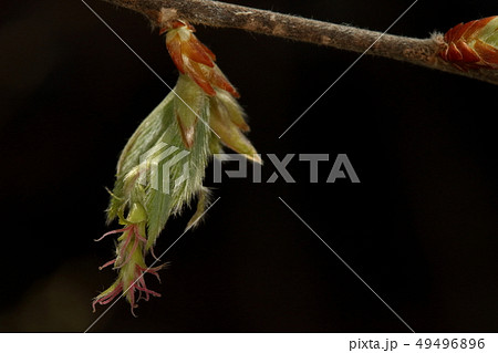 自然 植物 イヌシデ、雌花です。他の̪シデと同様に咲きたての頃の雌蕊はきれいな赤色です 自然 植物 イヌシデ、雌花です。他の̪シデと同様に咲きたての頃の雌蕊はきれいな赤色です 49496896