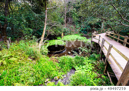 静岡県 柿田川湧水公園 散策路と井戸の跡 49497259