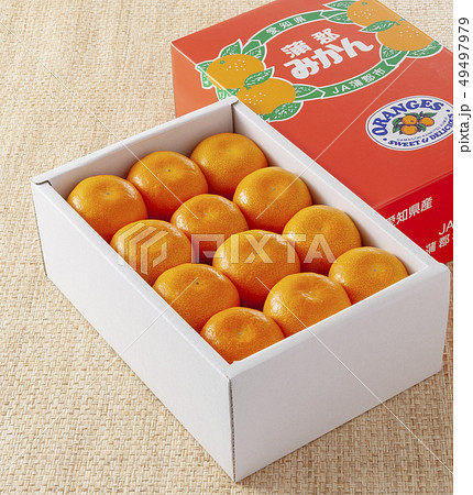蒲郡みかん 49497979
