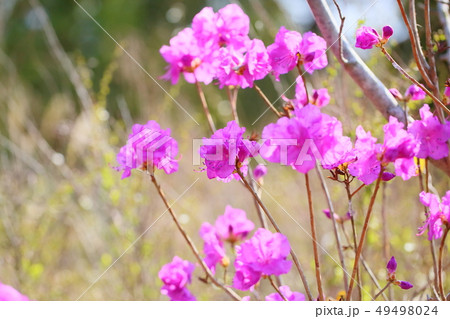 ツツジの花 49498024