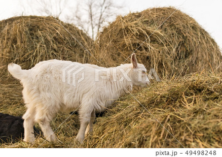 A pretty little white goat standing on a haystack 49498248