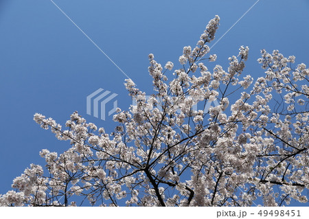 桜 桜 49498451