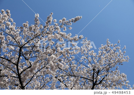 桜 桜 49498453