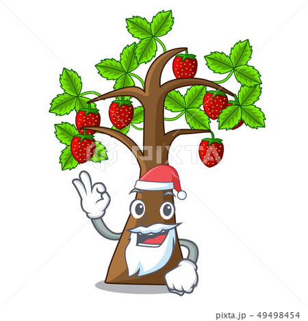 Santa strawberry tree isolated with the cartoon Santa strawberry tree isolated with the cartoon 49498454