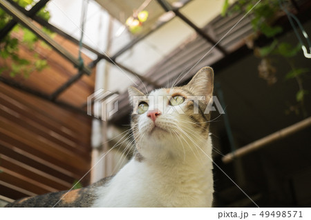 The cat in the garden is looking up. The cat in the garden is looking up. 49498571