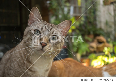 The cat in the garden is looking up. 49498573