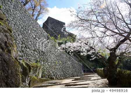 臼杵城跡と桜 臼杵城跡と桜 49498916