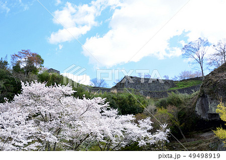 臼杵城跡と桜 49498919