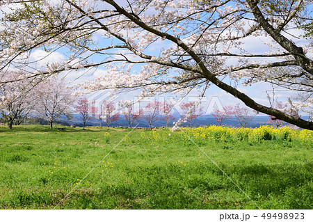 臼杵城跡と桜 臼杵城跡と桜 49498923
