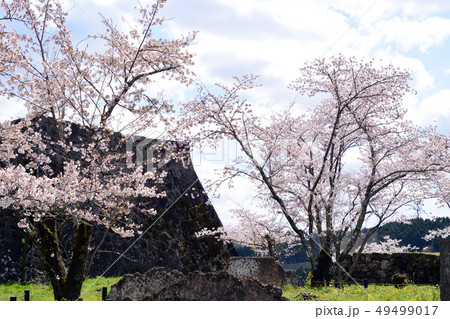 臼杵城跡と桜 臼杵城跡と桜 49499017