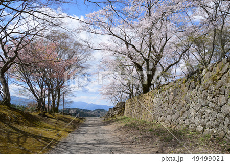 臼杵城跡と桜 臼杵城跡と桜 49499021
