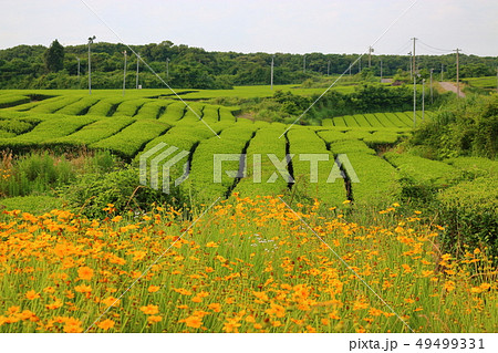 風景 観光 風 49499331