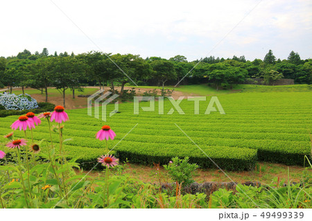 風景 観光 風 49499339