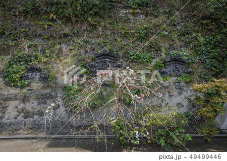 本蓮寺の飾り瓦と枝垂れ桜 (藤沢市片瀬) 49499446