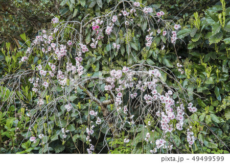 本蓮寺の枝垂れ桜 (藤沢市片瀬) 49499599