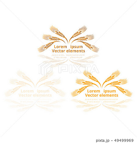 Wheat ears, oats or barley three vector Wheat ears, oats or barley three vector 49499969
