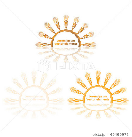 Wheat ears, oats or barley three vector Wheat ears, oats or barley three vector 49499972