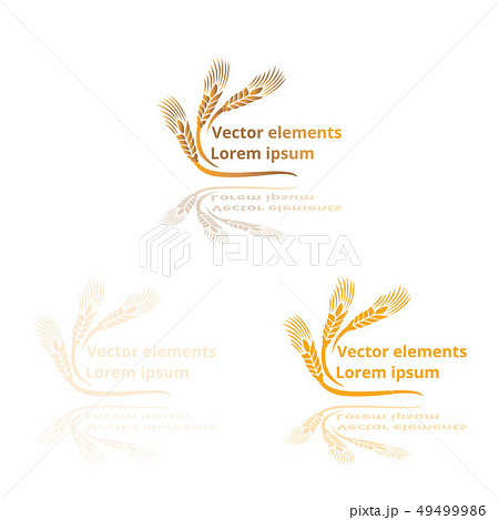 Wheat ears, oats or barley three vector Wheat ears, oats or barley three vector 49499986