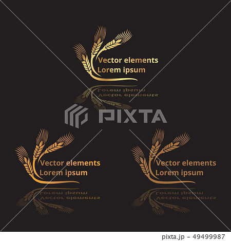 Wheat ears, oats or barley three vector Wheat ears, oats or barley three vector 49499987