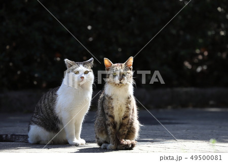 公園の猫カップル 49500081