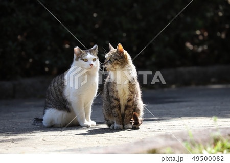 公園の猫カップル 公園の猫カップル 49500082