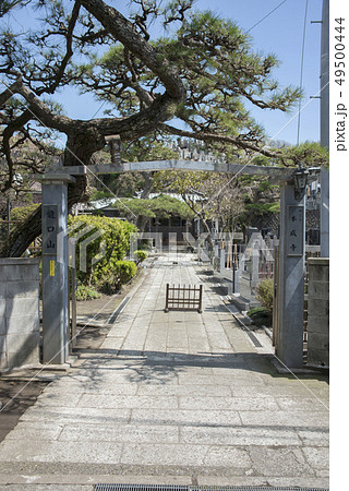 本成寺 (鎌倉市腰越) 本成寺 (鎌倉市腰越) 49500444