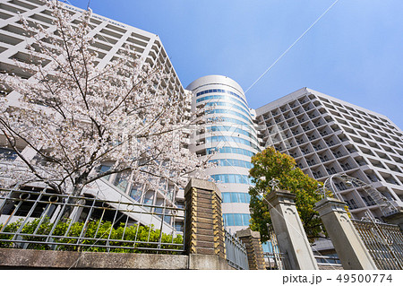 名大病院　（名古屋大学医学部附属病院）と桜 49500774