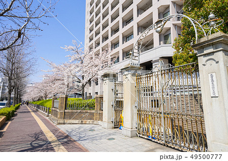 名大病院　（名古屋大学医学部附属病院）と桜 49500777