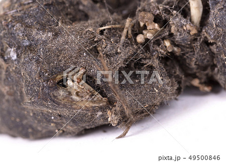 Bird of prey (Owl), dropping, mouse skull and 49500846