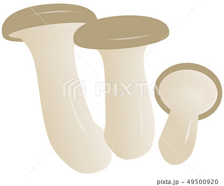 ベクター　イラスト　きのこ　えりんぎ 49500920