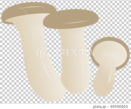 ベクター　イラスト　きのこ　えりんぎ 49500920