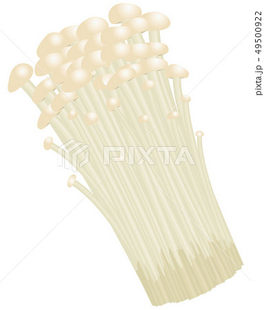 ベクター　イラスト　きのこ　えのきだけ 49500922