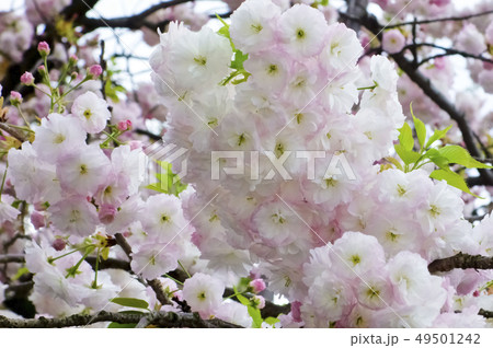 優美で華麗な満開の桜の花々 優美で華麗な満開の桜の花々 49501242