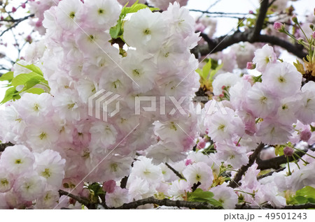 優美で華麗な満開の桜の花々 49501243