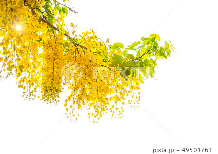 Golden shower tree or Cassia fistula Is a flower 49501761