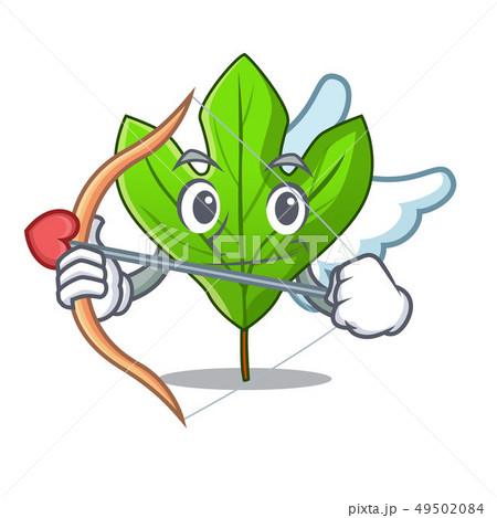 Cupid sassafras leaf isolated in the character 49502084