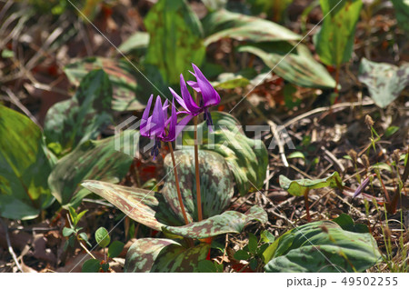 さやま花多来里の郷(さやまかたくりの郷) さやま花多来里の郷(さやまかたくりの郷) 49502255